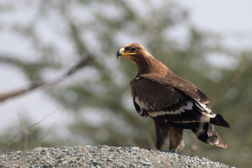 Steppe Eagle Perched on a rock. Winter visitors to the south of Pakistan. They are raptors and beautiful to watch 