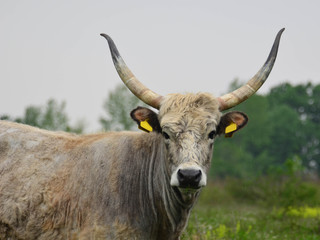 Cow with long horns on the meadow
