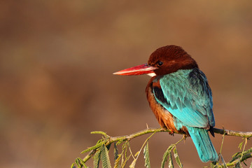 White Breasted Kingfishers are residents to many areas of Pakista. Normally seen around water bodies to hunt for fish