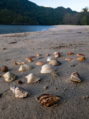 Seychelles in the sand on a beach close up view   