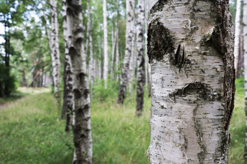 tree, forest, nature, wood, birch, 