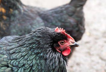 Closeup of a hen in a farmyard. Selective focus