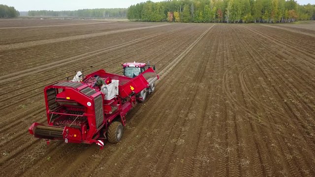 harvesting potatoes with a combine / harvester plowing the field and harvesting potatoes