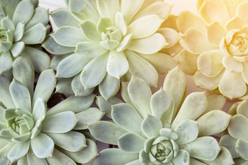 Rectangular arrangement of succulents; cactus succulents in a planter