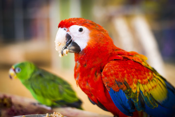 Ara parrot at zoo