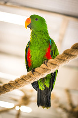 A parrot at zoo