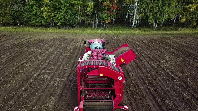 harvesting potatoes with a combine / harvester plowing the field and harvesting potatoes