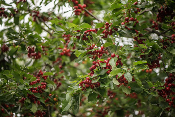 close up of organic red cherry fruit on a tree 