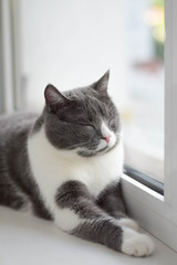 Fluffy grey cat lying on the windowsill