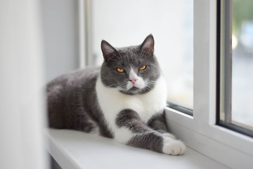Fluffy grey cat lying on the windowsill