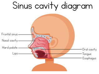 Fototapeta premium Human Sinus Cavity Diagram