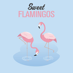 Two flamingos in a lake. vector isolated with blue background