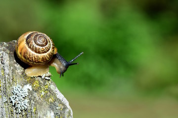 Neugierige Schnecke mit Schneckenhaus auf Gartenzaun im Garten
