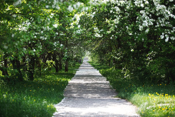 Obraz premium Road with blooming trees in spring garden