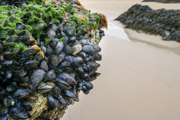 Natural and wild mussels on rocks, beautiful seafood background