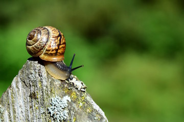 Schneckenplage, Weinbergschnecke kriecht über einen alten Gartenzaun