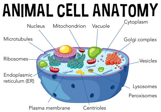 Animal cell anatomy diagram Stock Vector | Adobe Stock