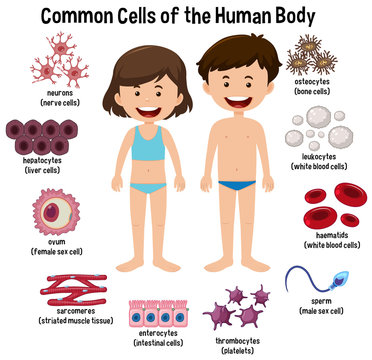 Common cells of the human body
