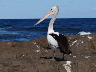 Fototapeta na wymiar Australian Pelican (elecanus conspicillatus)