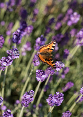 Colorful Butterfly on the blooming lavender flowers