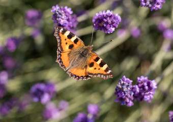 Colorful Butterfly on the blooming lavender flowers