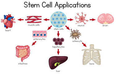 Stem Cell Applications diagram © brgfx