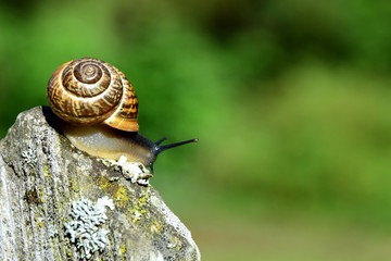 Schnecke mit Schneckenhaus mit Spiralen kriecht über einen Gartenzaun