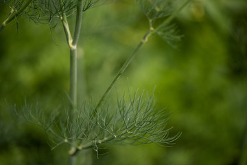 fresh organic dill with green blurred background 