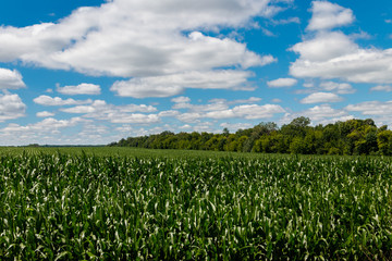 Field of young green corn