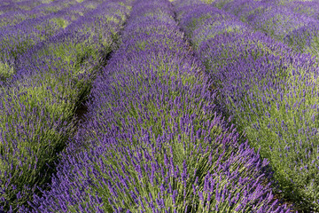 Naklejka na ściany i meble the blooming lavender flowers in Provence, near Sault, France