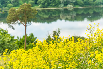 Pine on the slope near the lake, in the foreground yellow flowers.