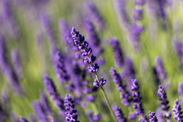 Naklejka premium the blooming lavender flowers in Provence, near Sault, France