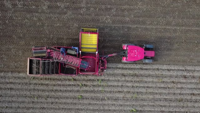 harvesting potatoes with a combine / harvester plowing the field and harvesting potatoes