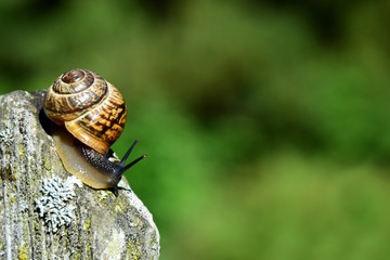 Neugierige Schnecke mit Schneckenhaus kriecht auf einen Zaunpfahl