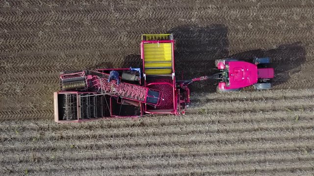 harvesting potatoes with a combine / harvester plowing the field and harvesting potatoes