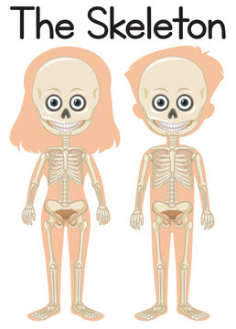 The skeleton on boy and girl