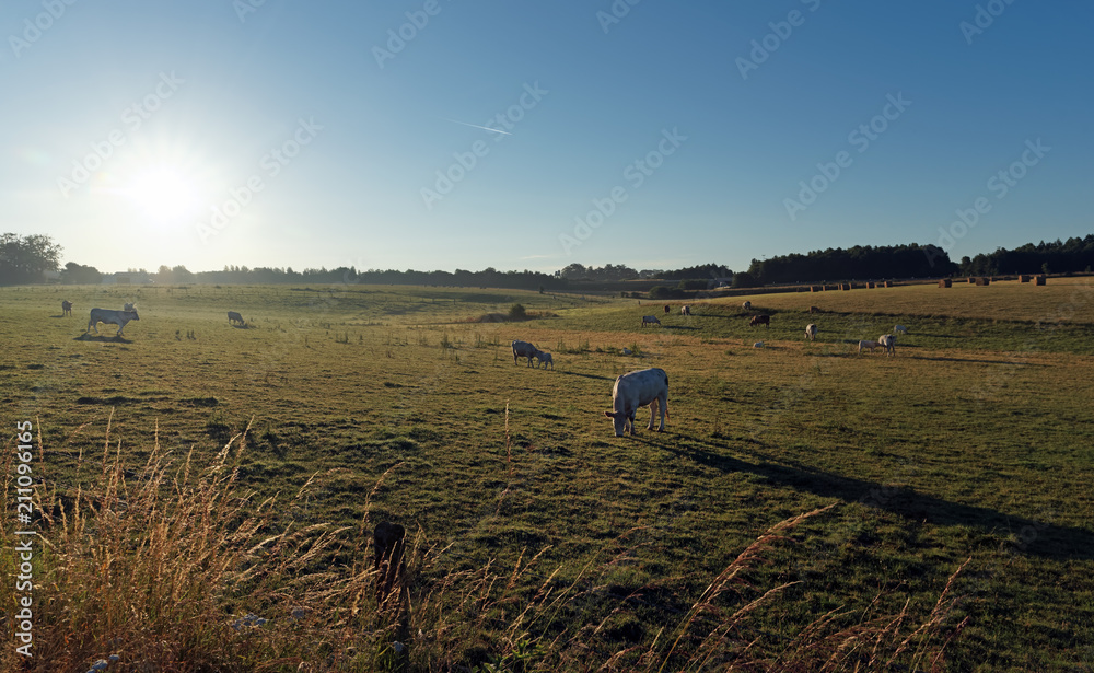 Wall mural vaches normandes sur les falaises de normandie