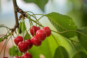 close up of organic red cherry fruit on a tree 