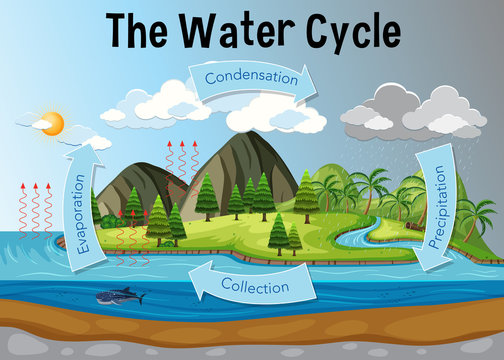 Water Cycle Diagram Images – Browse 1,434 Stock Photos, Vectors, and Video  | Adobe Stock