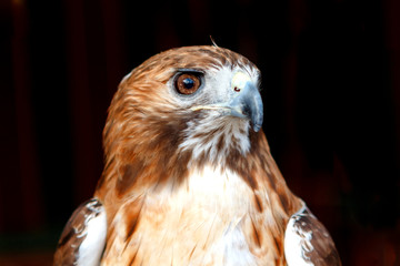 Beautiful portrait of a brown hawk with brown plumage