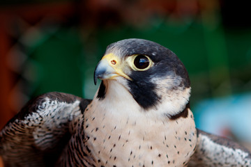 Fototapeta premium Portrait of a hawk