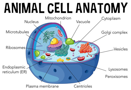 Animal Cell Images – Browse 2,745,751 Stock Photos, Vectors, and Video |  Adobe Stock