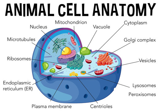 3d animal cell diagram project