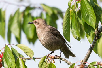 Young Starling closeup