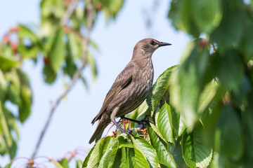 Young starling in a cherry tree