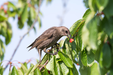 Starling eats ripe cherries