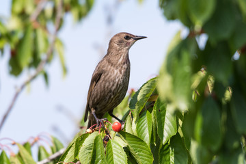 Starling in a cherry tree