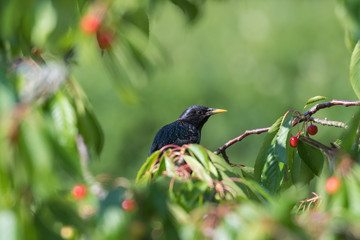 Starling hides in a cherry tree