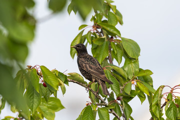 Starling is going to steal cherries