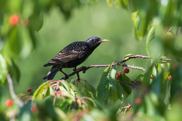 Beautiful Starling sitting in a cherry tree
